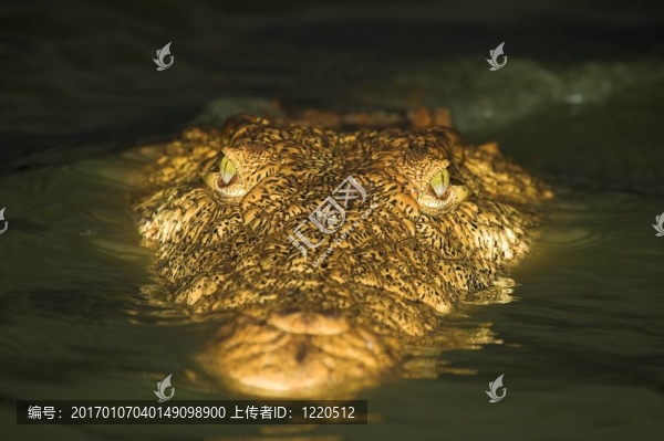 鱷魚的特寫