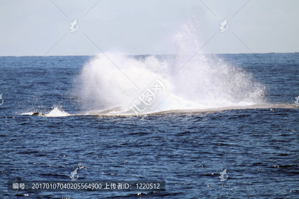 水躍