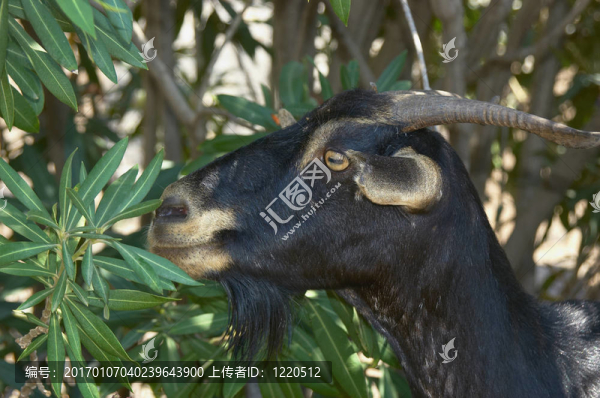 山羊