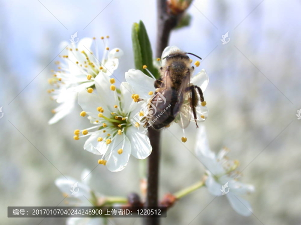 白色花蜜蜂