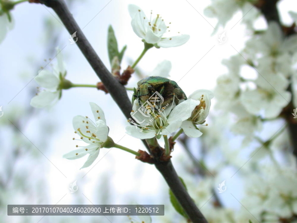 花上的綠蟲(chóng)