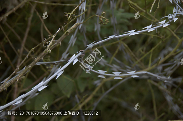 鐵絲網(wǎng)和荊棘