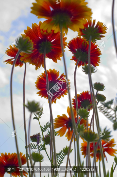 花在天空