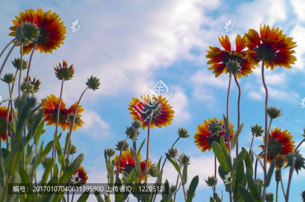 花在天空