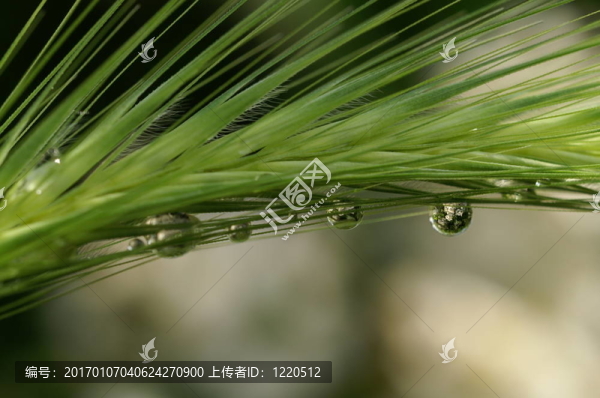 自然的鏡頭