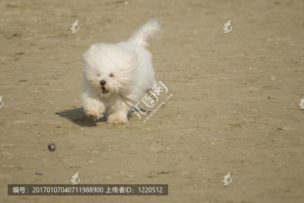 狗玩