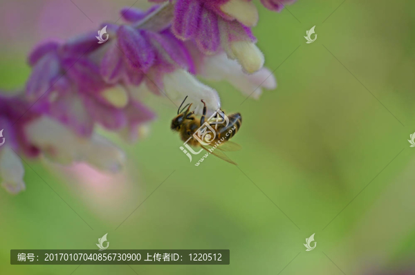 蜜蜂