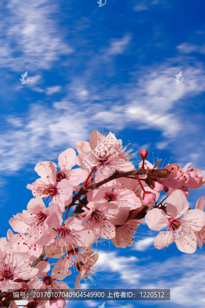 櫻花