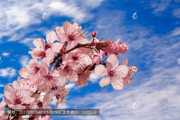 櫻花