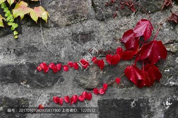 紅色的常春藤