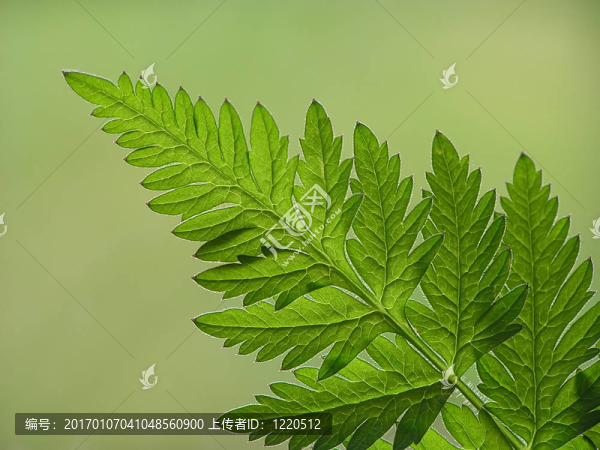 綠色的蕨類植物的葉子
