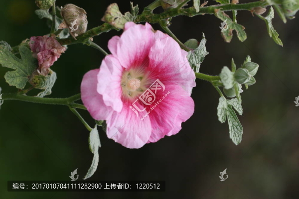 粉紅色的蜀葵