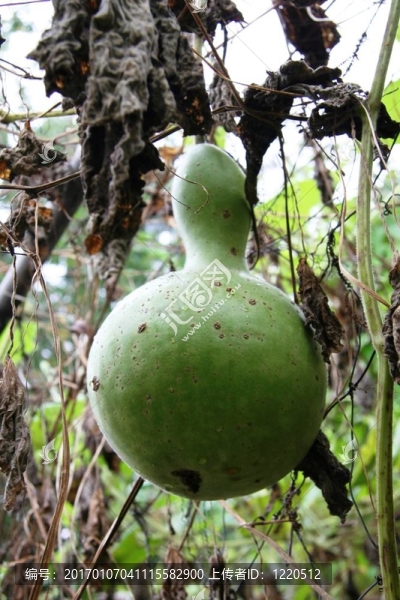 Gourd在花園里
