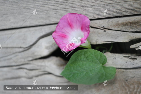 有一個(gè)遺囑