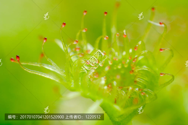 毛葉Drosera,peltata