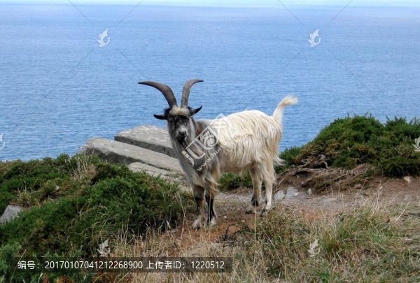 野山羊
