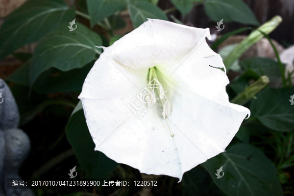 月光花