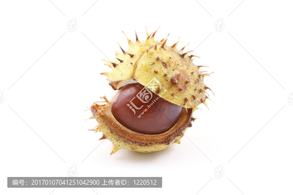 板栗