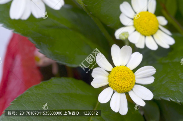 洋甘菊