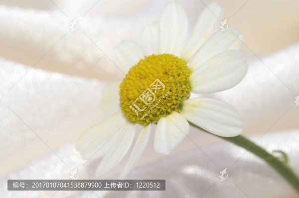 花在絲綢