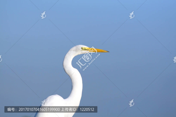 白鷺鷥