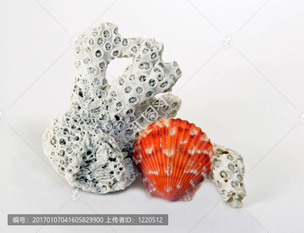 珊瑚和扇貝