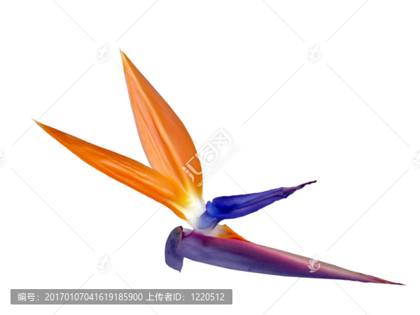 天堂鳥
