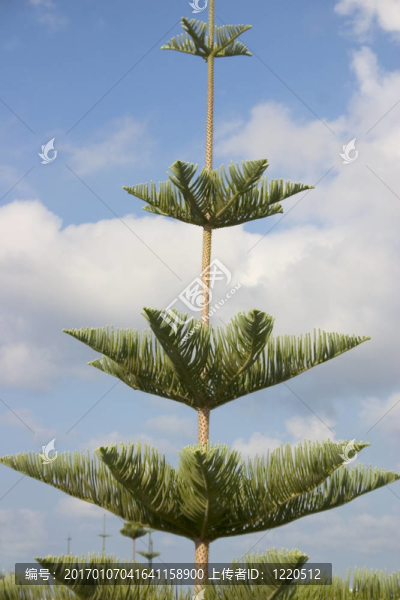Araucaria的松樹