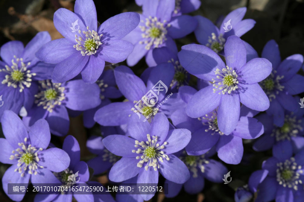 春天的花朵