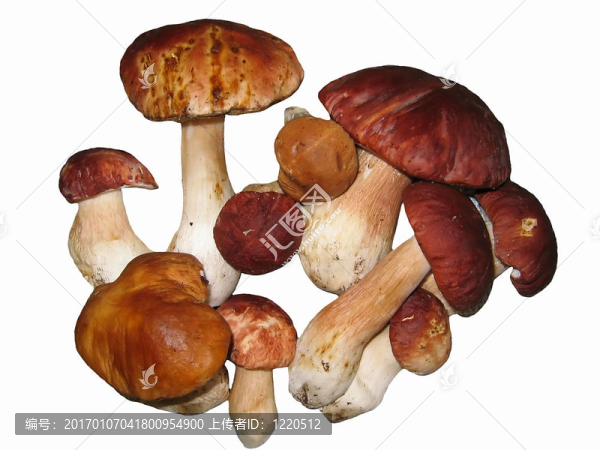 蘑菇；背景；性質(zhì)；飲食；蔬菜