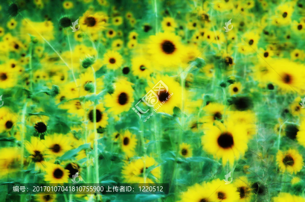 向日葵花田