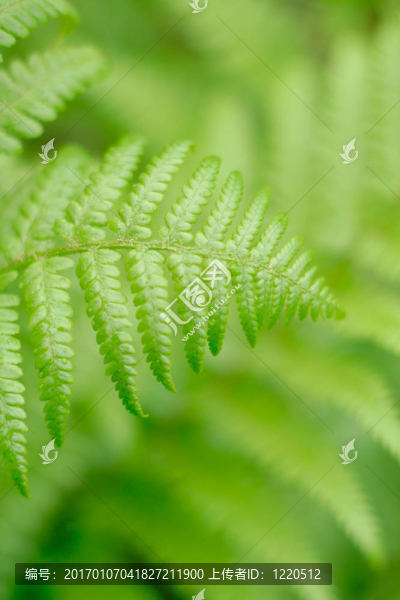 蕨類植物的葉子