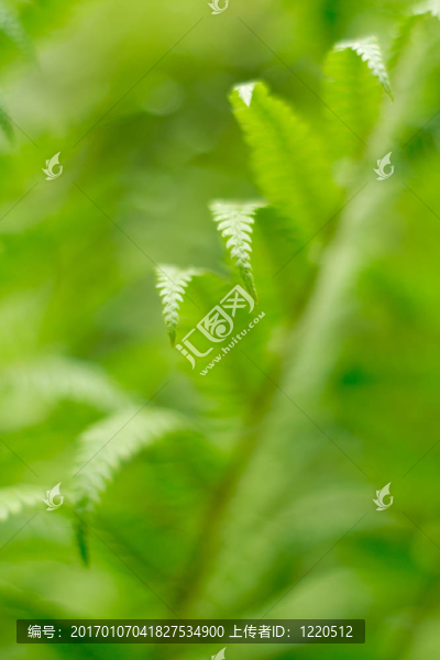 蕨類植物的葉子