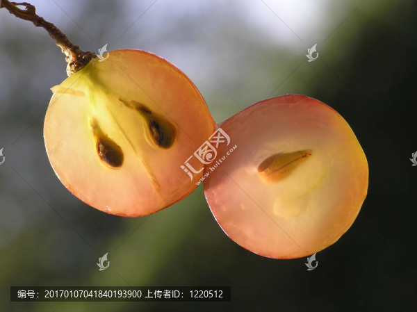 透明的葡萄