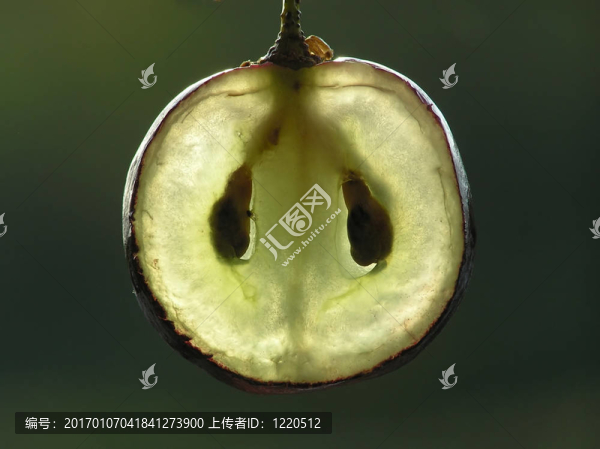 透明的葡萄