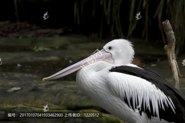 Pelican坐在