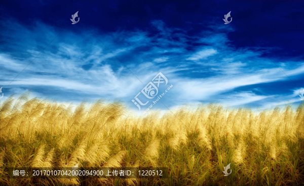 金色的收獲-匯圖網(wǎng) www.fosd68.com 金色的收獲