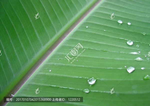 香蕉葉
