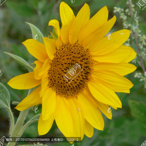 sunflower04