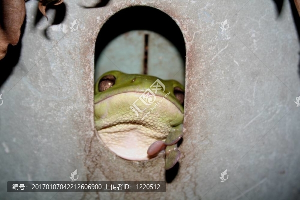 青蛙在鍋