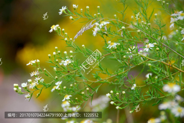野雛菊
