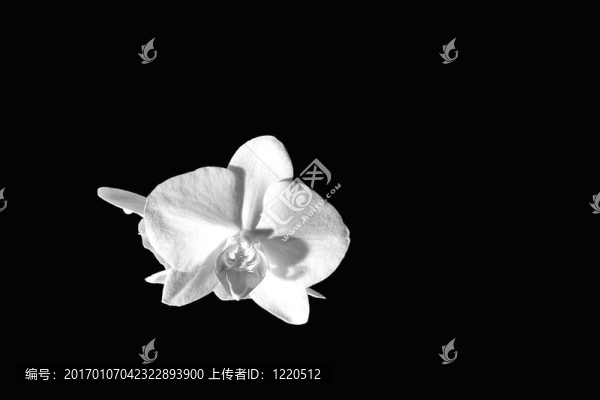 白蘭花