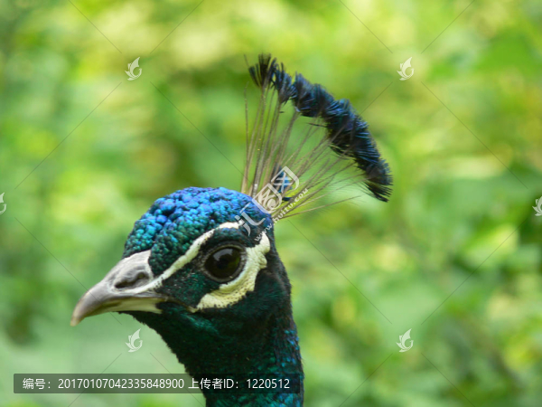 peacock01