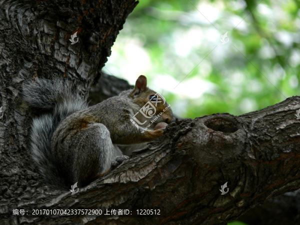 squirrel03