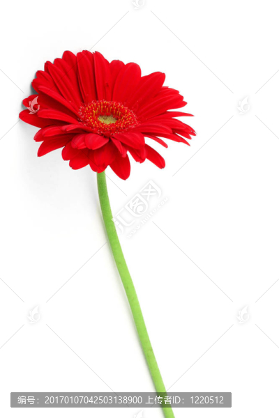 細(xì)長的非洲菊在W