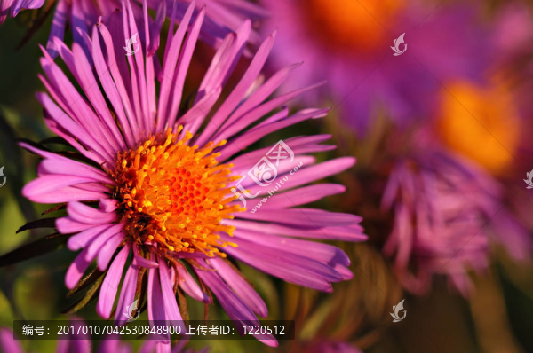 新英格蘭ASTER,II