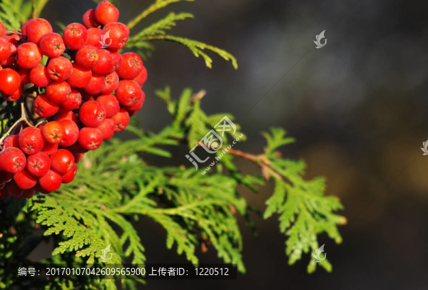 冬天的氣味