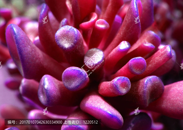 succulente,10