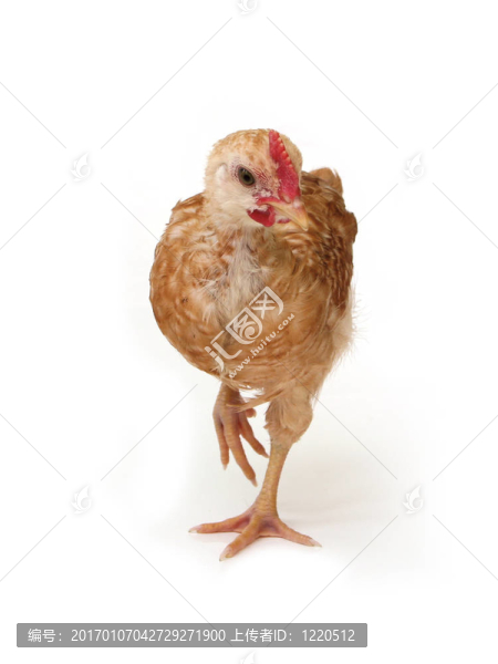雞