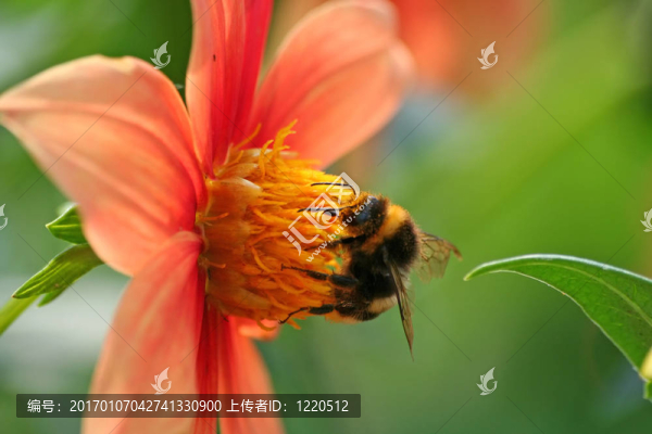 一只蜜蜂